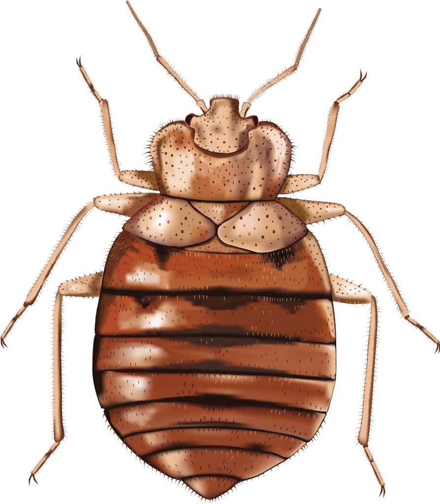 Maytag Dealers in North Carolina Avoid Bed Bugs in Laundromats